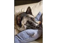 Bella Lakai - photo by Noah Stone : Akita breed profile