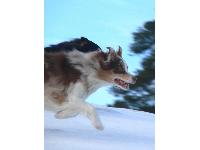 Vauhdissa - photo by Tuulan : Australian Shepherd breed profile
