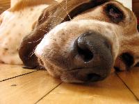 "Even Riley was bored" by Augusta R. Toppins : Basset Hound breed profile