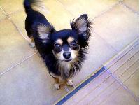 Merlin : Chihuahua breed profile