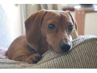 Otis, photo by Jessica Shaver 2006 : Dachshund breed profile