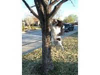 Darcie - photo by Joshua Atkins : English Springer Spaniel breed profile