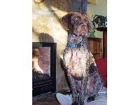 Jake - photo by Verity W. Ogilvy : German Pointer breed profile