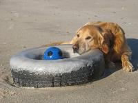 Zephyr - photo by Roger Rowlett : Golden Retriever breed profile