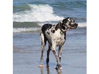 Scout : Great Dane breed profile