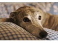 Mischa - photo by Ben Hammersley : Greyhound breed profile
