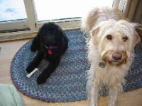 Daisy (on right) - photo by London Nelson : Labradoodle breed profile